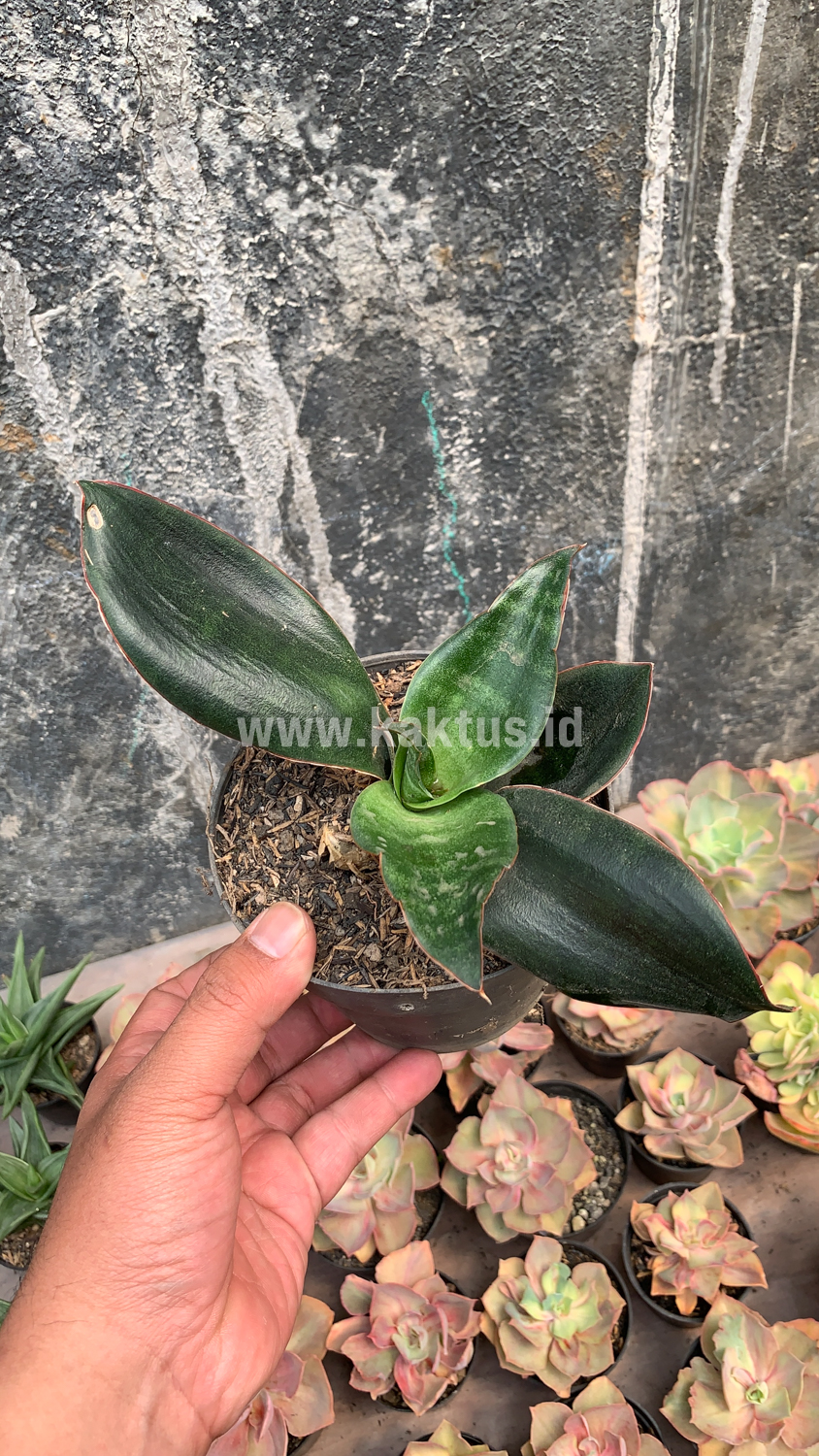 953. Sansevieria Foscaliana - Image 6