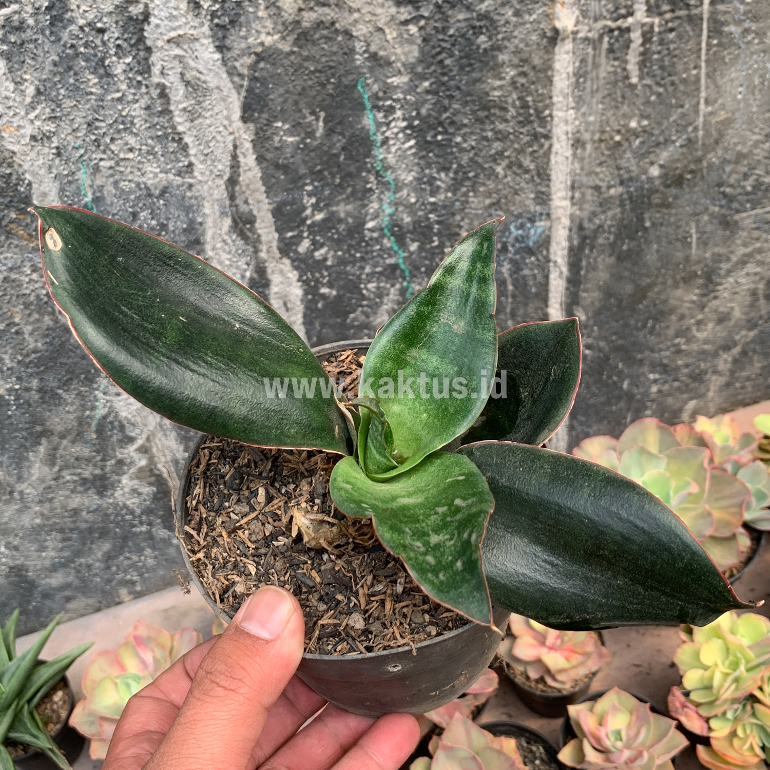 953. Sansevieria Foscaliana - Image 5
