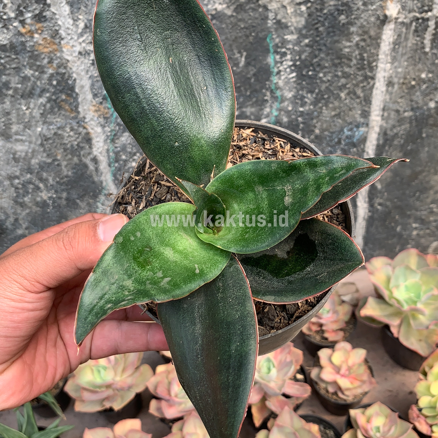 953. Sansevieria Foscaliana - Image 4