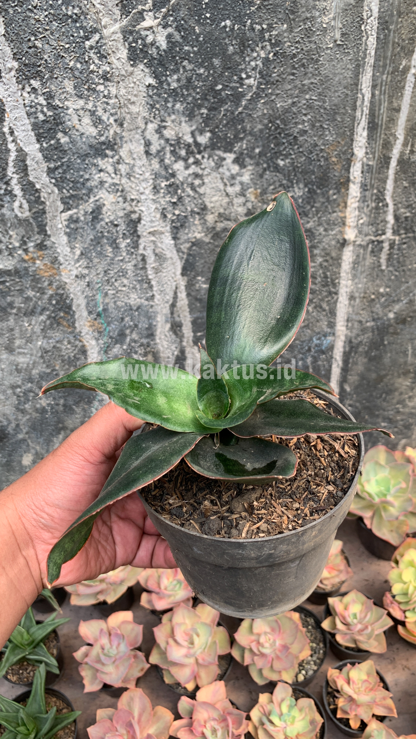 953. Sansevieria Foscaliana - Image 3