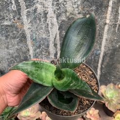 Alternative view of 953. Sansevieria Foscaliana