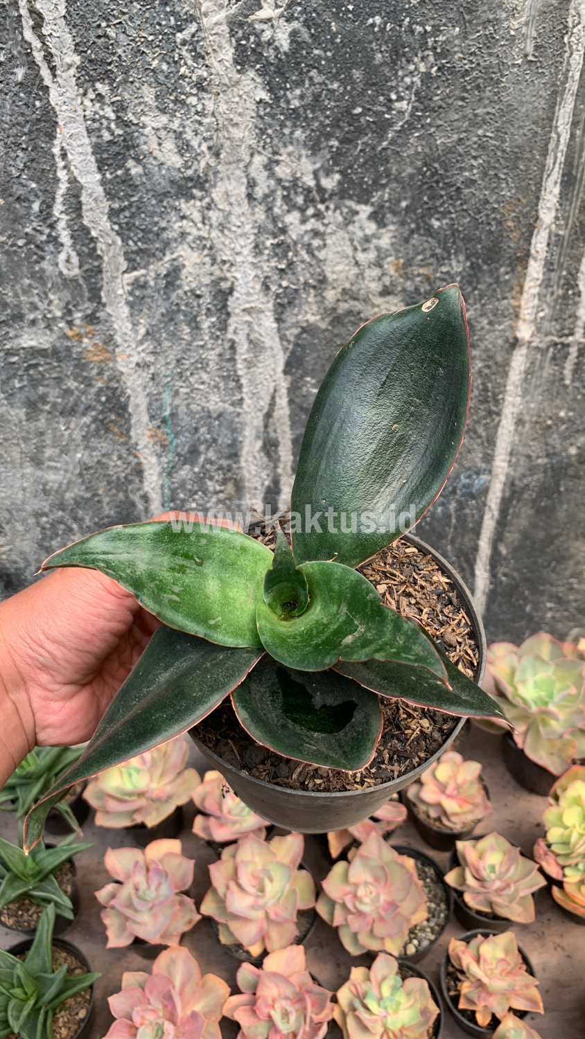 953. Sansevieria Foscaliana - Image 2