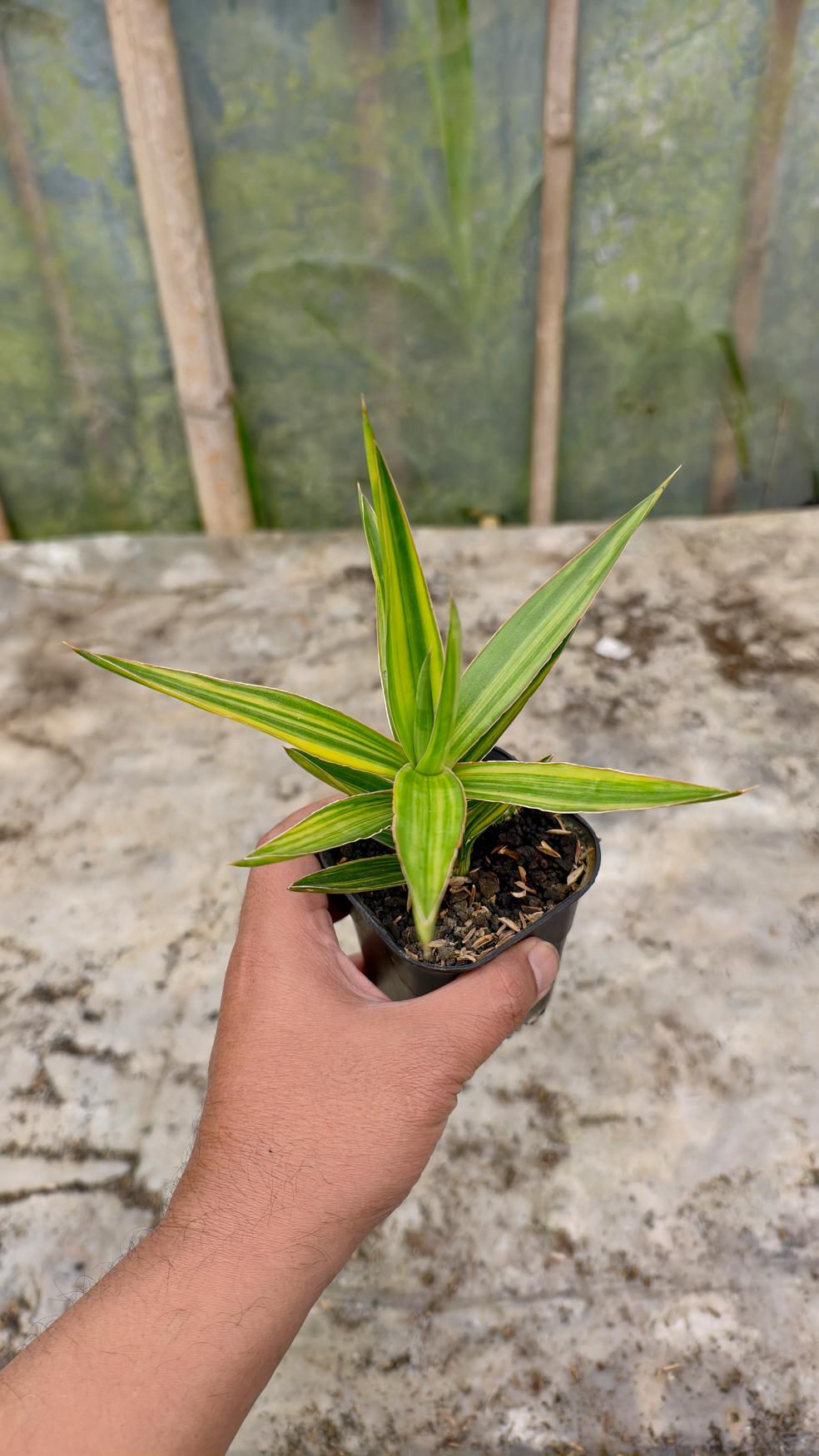 954. Sansevieria Bagamoyensis Variegated - Image 3