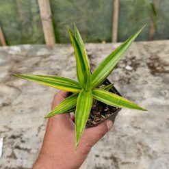 Alternative view of 954. Sansevieria Bagamoyensis Variegated