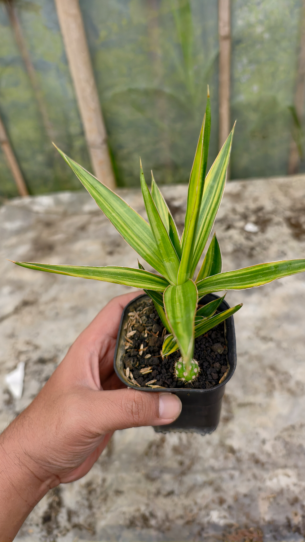 954. Sansevieria Bagamoyensis Variegated - Image 4