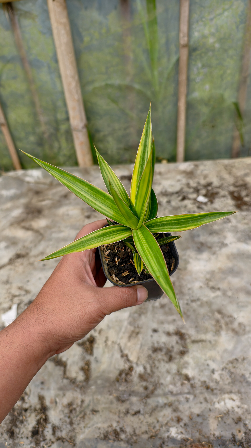 954. Sansevieria Bagamoyensis Variegated - Image 5