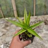 954. Sansevieria Bagamoyensis Variegated