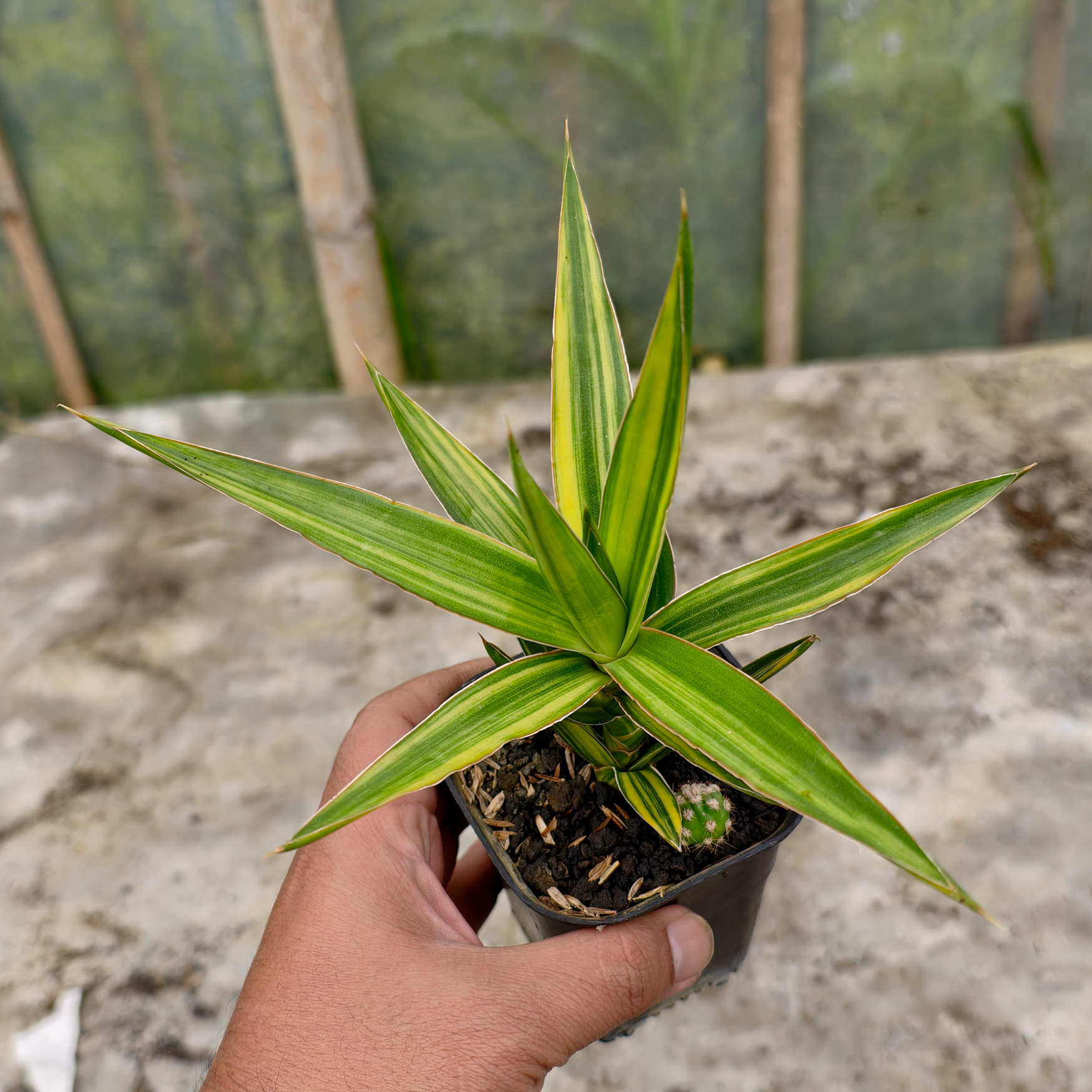 954. Sansevieria Bagamoyensis Variegated