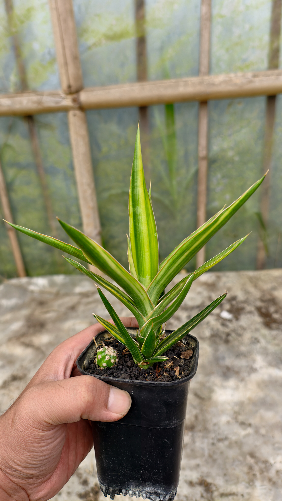 954. Sansevieria Bagamoyensis Variegated - Image 6
