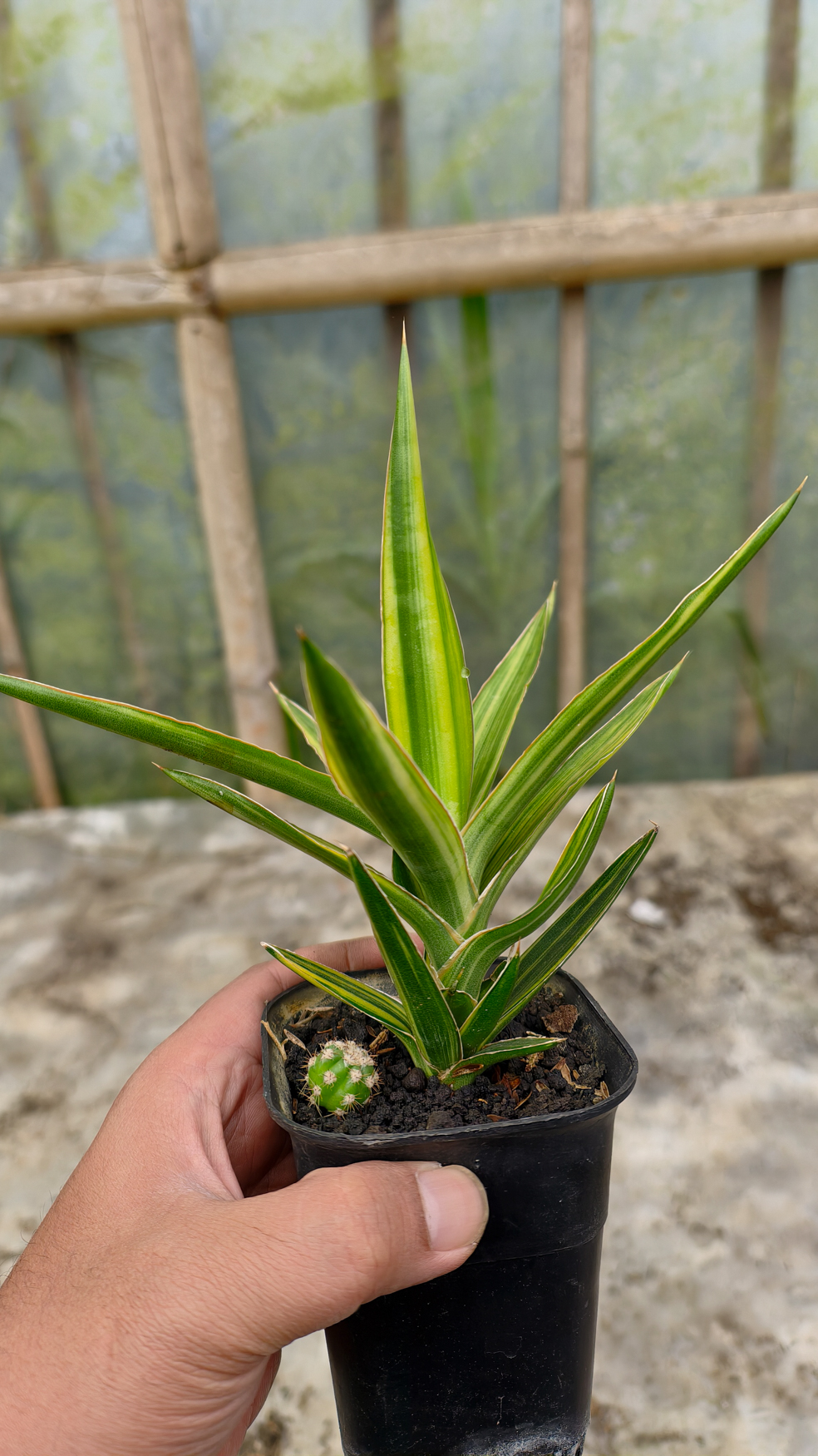 954. Sansevieria Bagamoyensis Variegated - Image 7