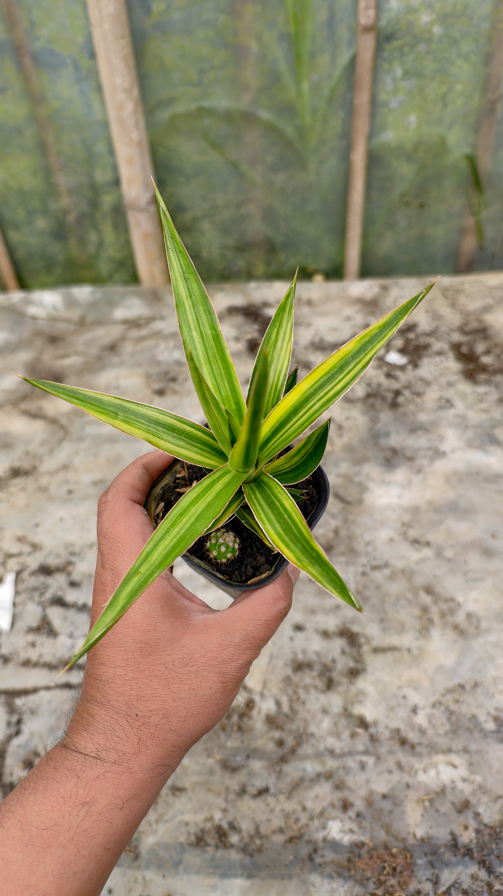 954. Sansevieria Bagamoyensis Variegated - Image 8