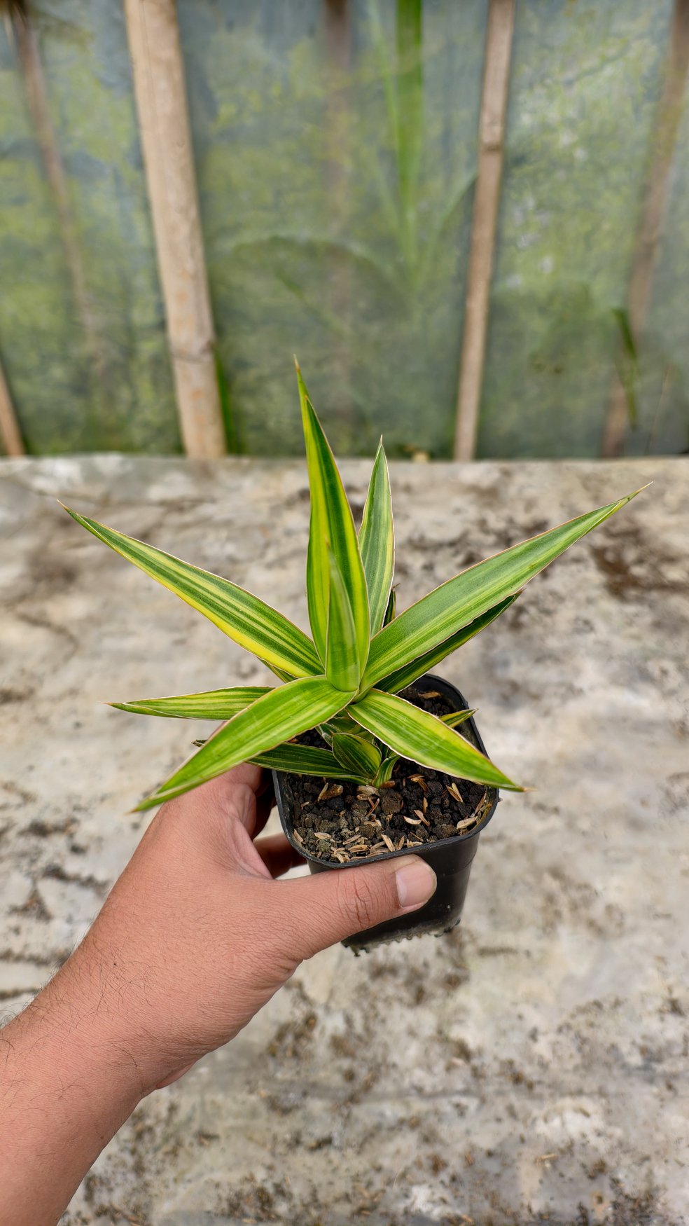 954. Sansevieria Bagamoyensis Variegated - Image 9
