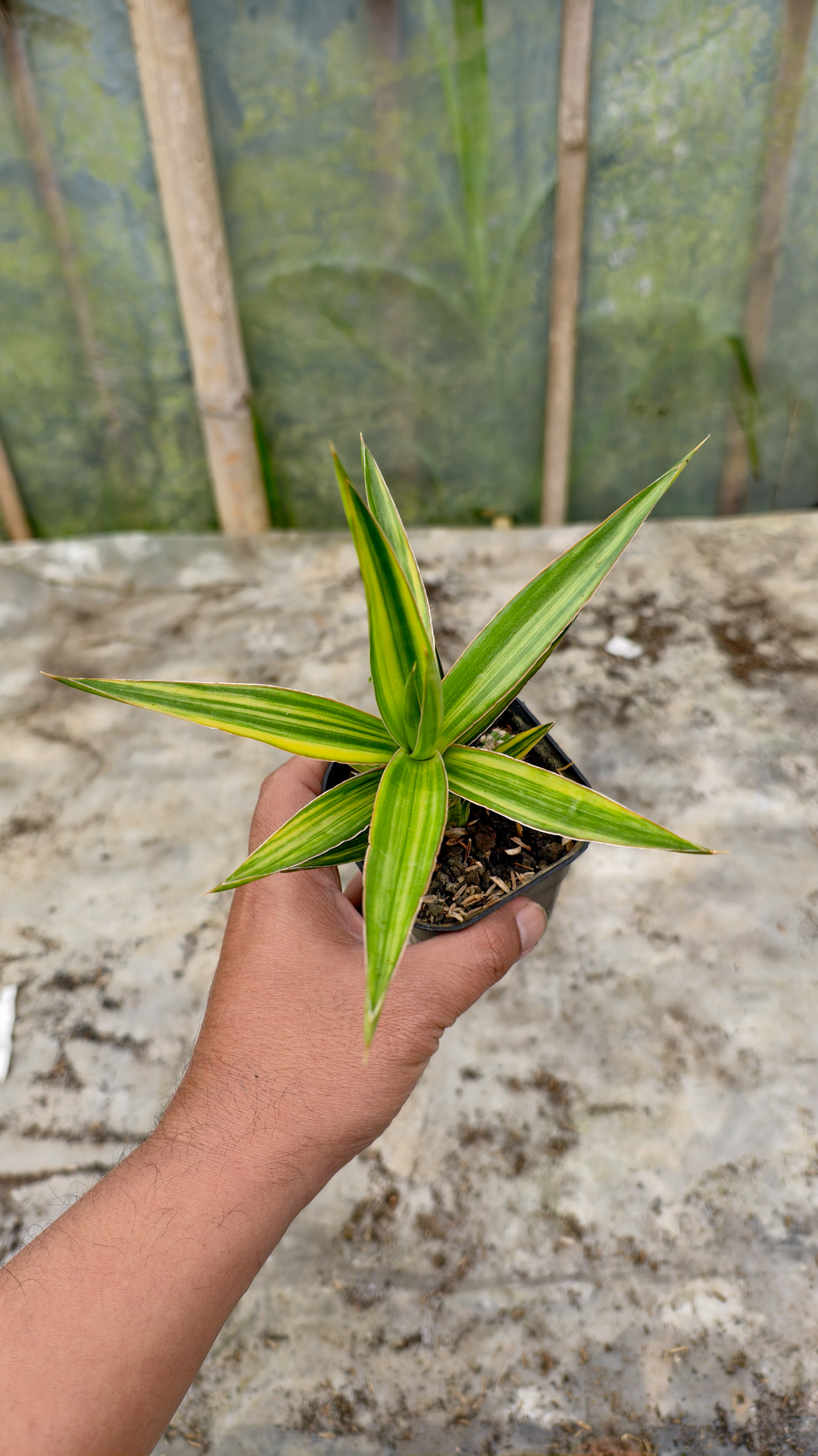 954. Sansevieria Bagamoyensis Variegated - Image 2