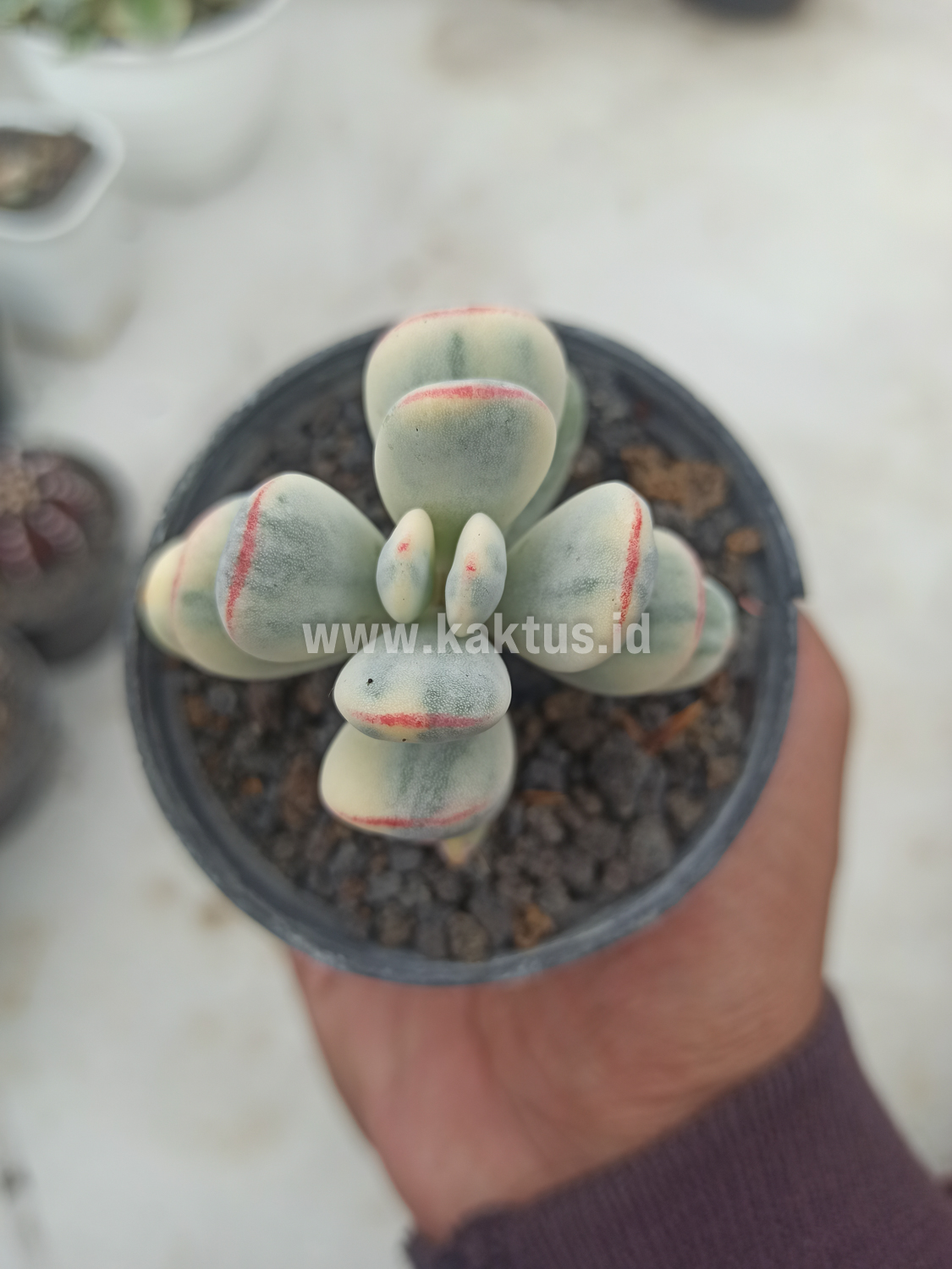 955. Cotyledon Orbiculata Variegated 'Unicorn Plant' - Image 4