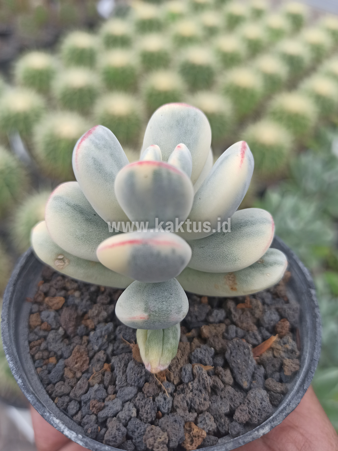 955. Cotyledon Orbiculata Variegated 'Unicorn Plant' - Image 3