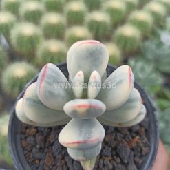 Alternative view of 955. Cotyledon Orbiculata Variegated 'Unicorn Plant'
