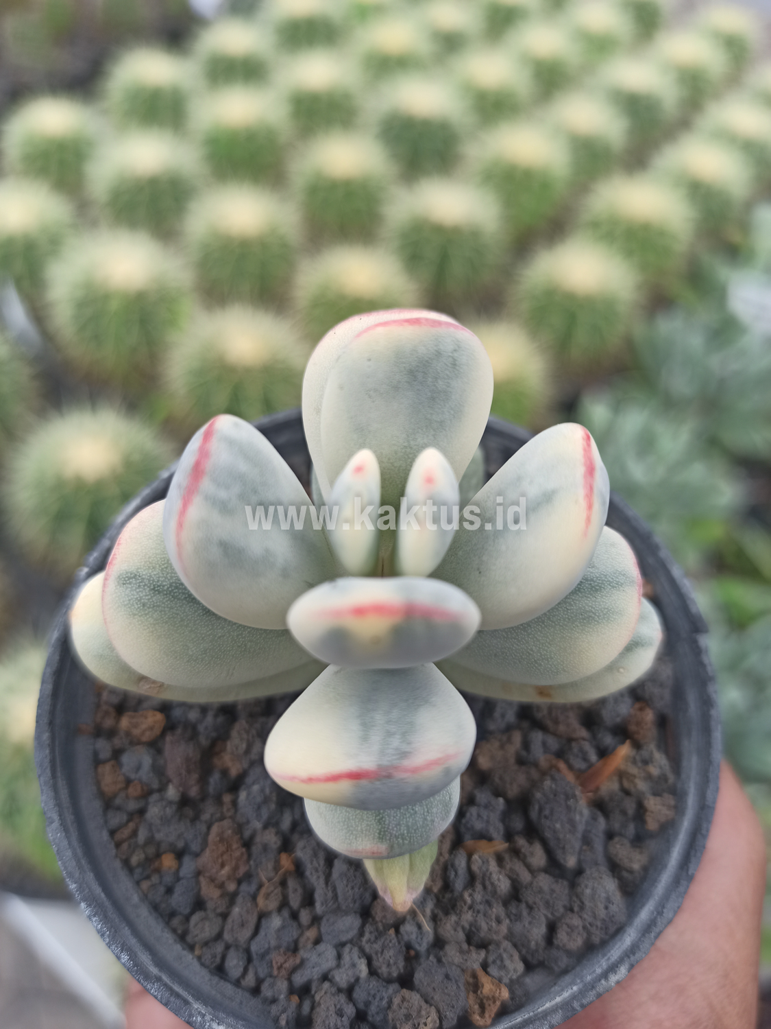 955. Cotyledon Orbiculata Variegated 'Unicorn Plant' - Image 2