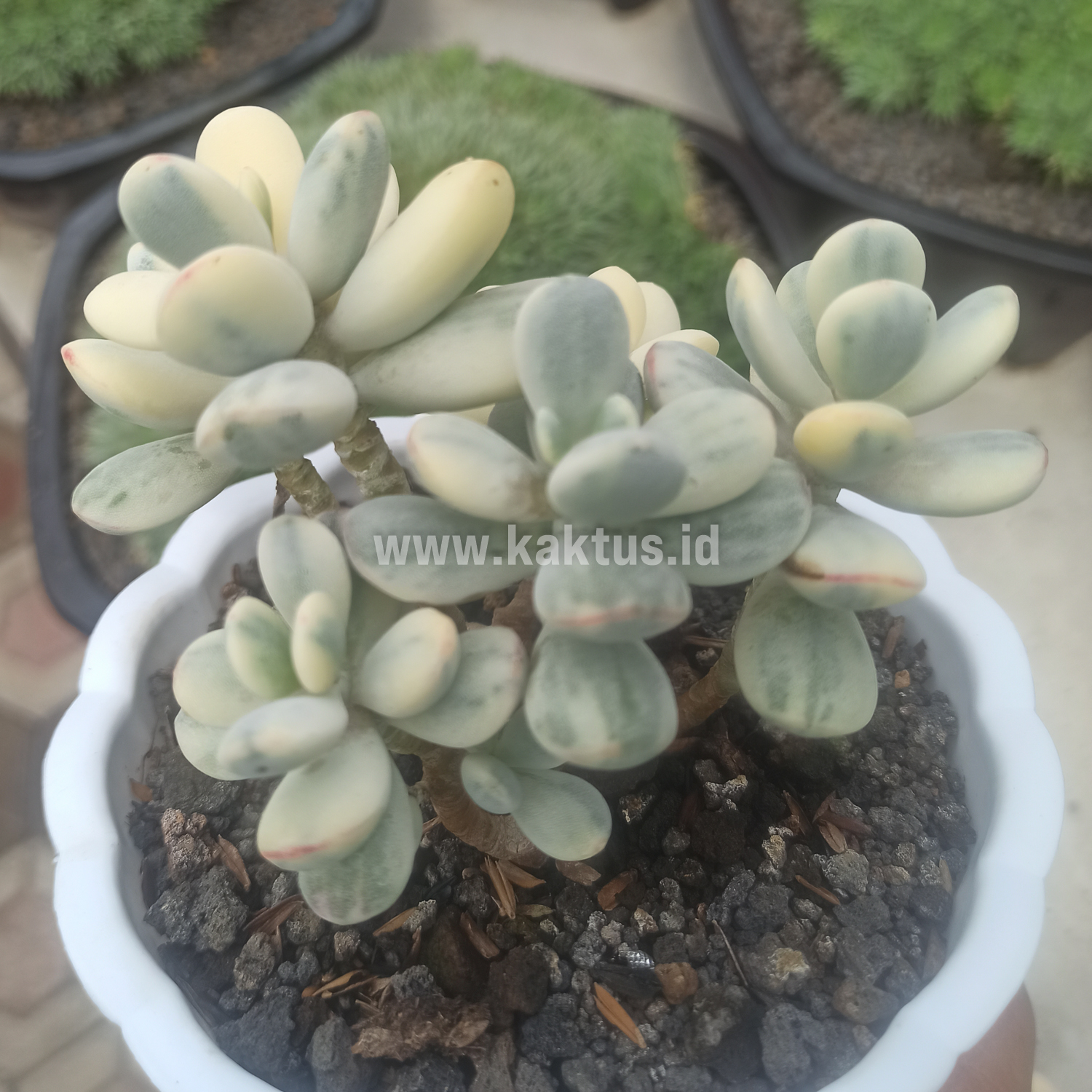 956. Cotyledon Orbiculata Variegated 'Unicorn Plant' Size Pot 12 Cm - Image 4