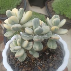 Alternative view of 956. Cotyledon Orbiculata Variegated 'Unicorn Plant' Size Pot 12 Cm