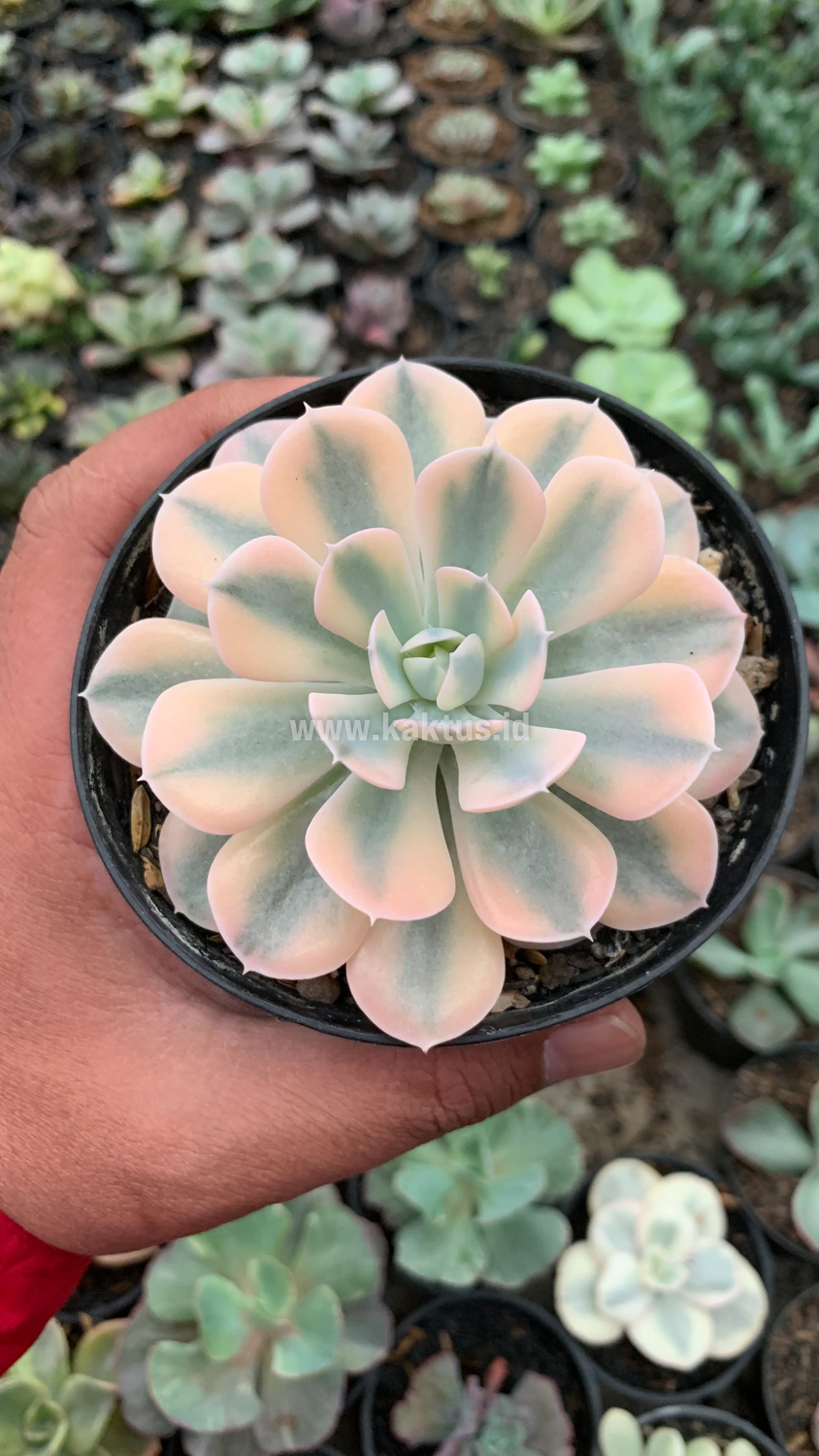 957. Echeveria Runyonii Variegated - Image 3
