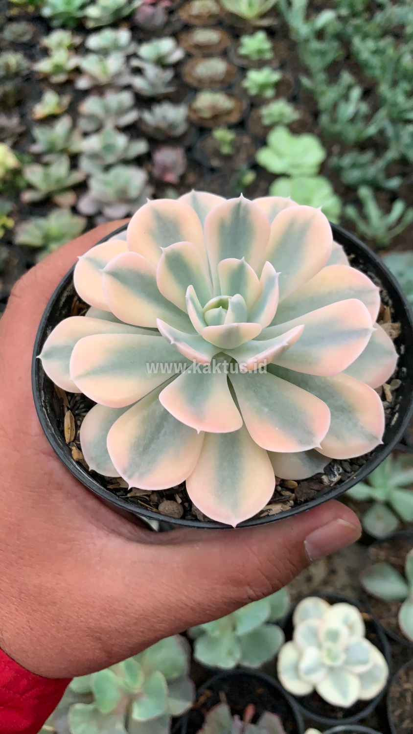 957. Echeveria Runyonii Variegated - Image 4