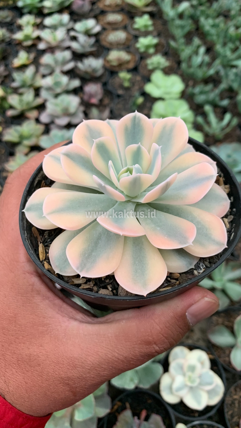 957. Echeveria Runyonii Variegated - Image 5