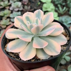 Alternative view of 957. Echeveria Runyonii Variegated