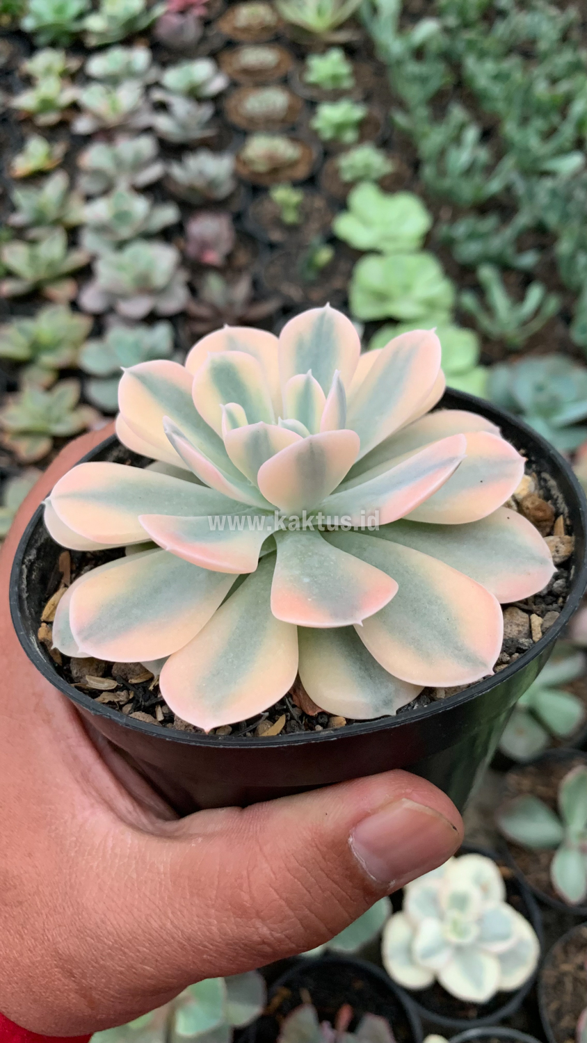 957. Echeveria Runyonii Variegated - Image 2