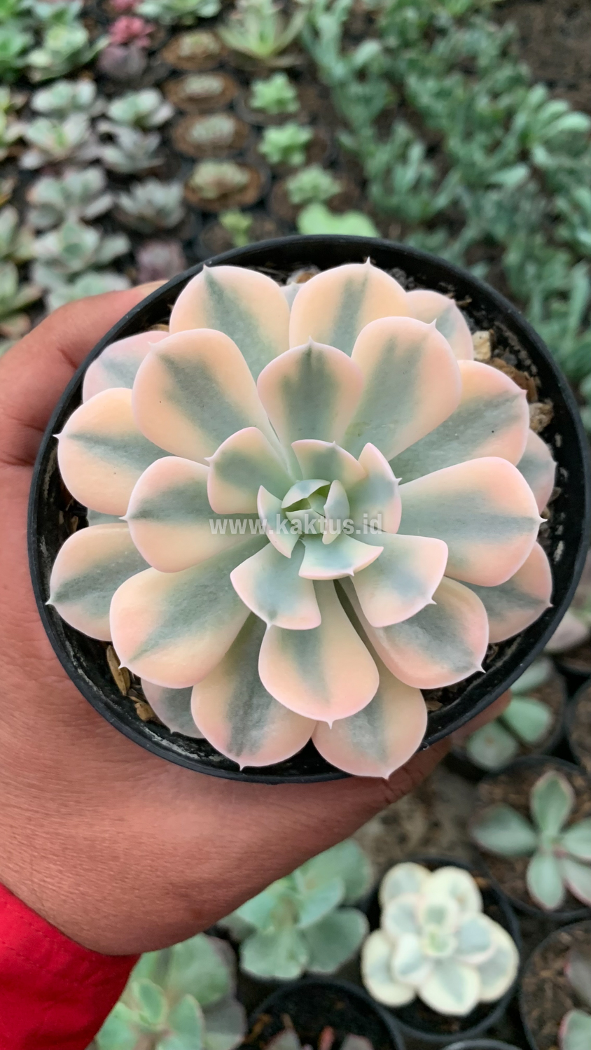 957. Echeveria Runyonii Variegated - Image 6