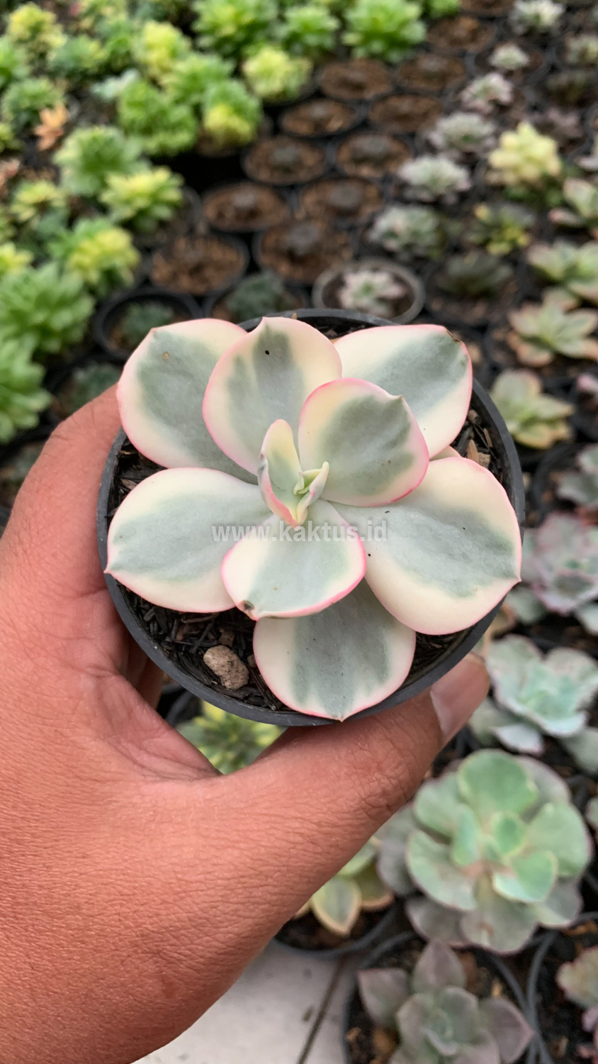 958. Echeveria Suyon Variegated - Image 3
