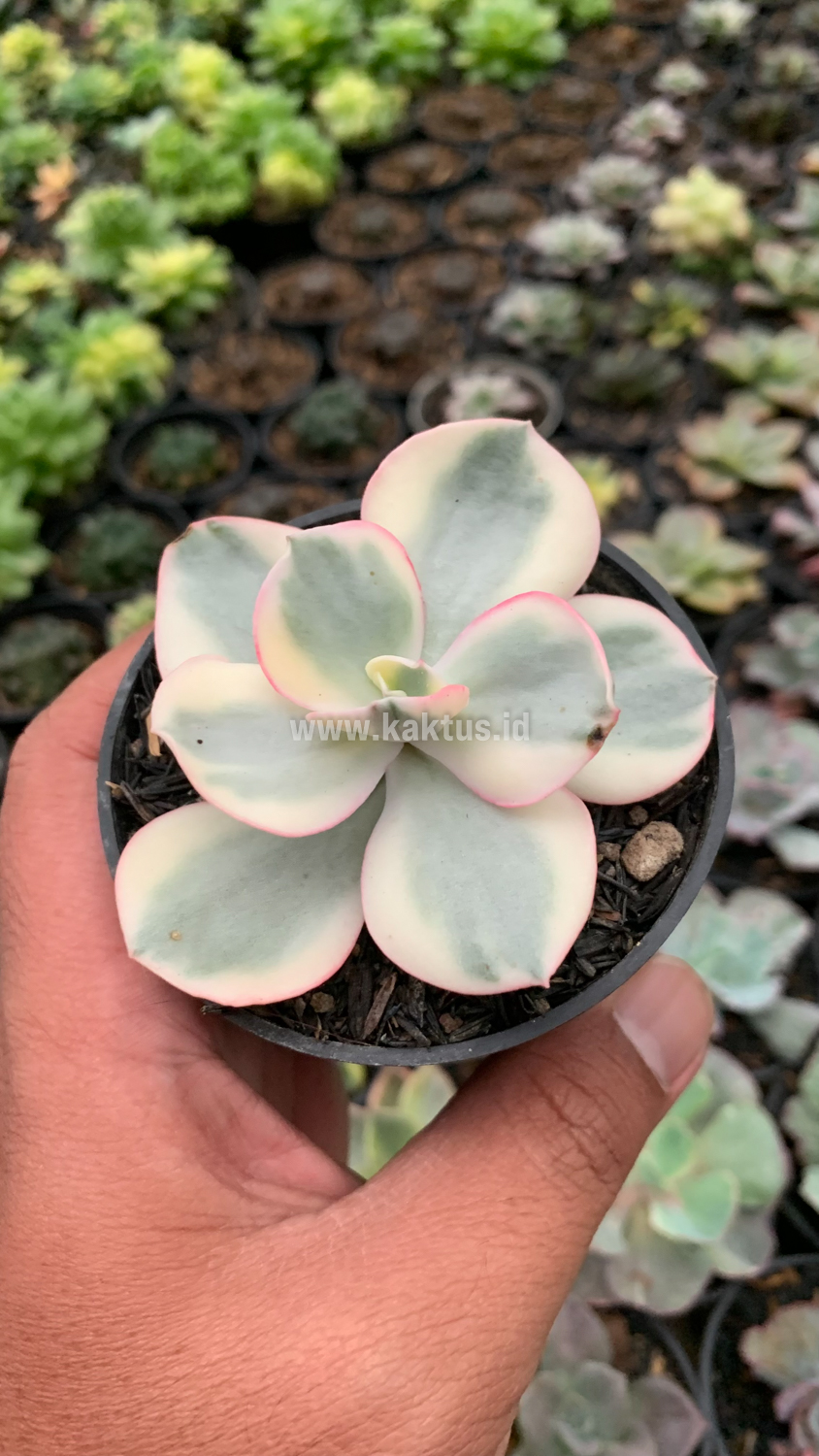 958. Echeveria Suyon Variegated - Image 4