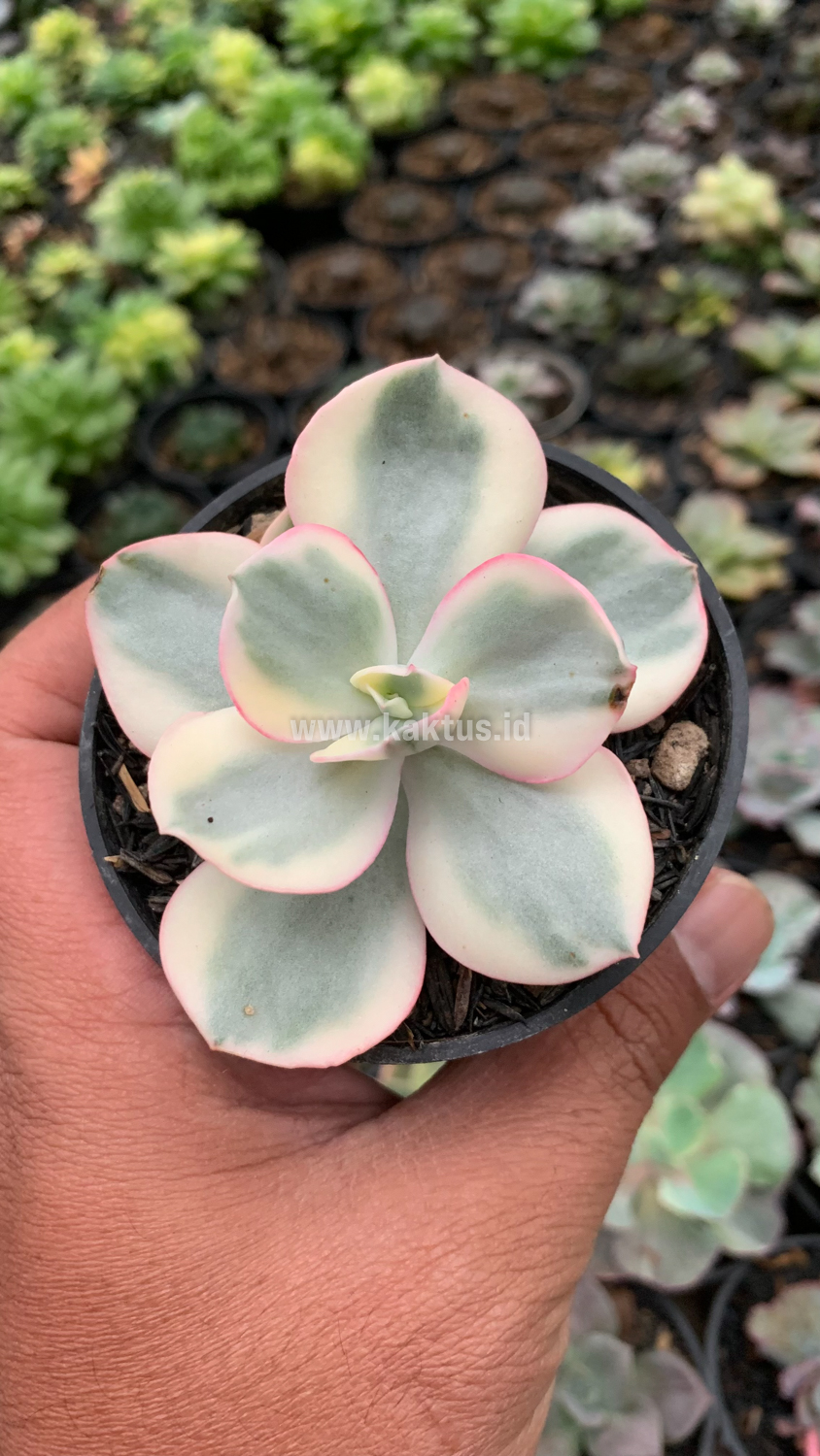 958. Echeveria Suyon Variegated - Image 5