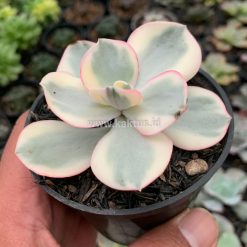 Alternative view of 958. Echeveria Suyon Variegated