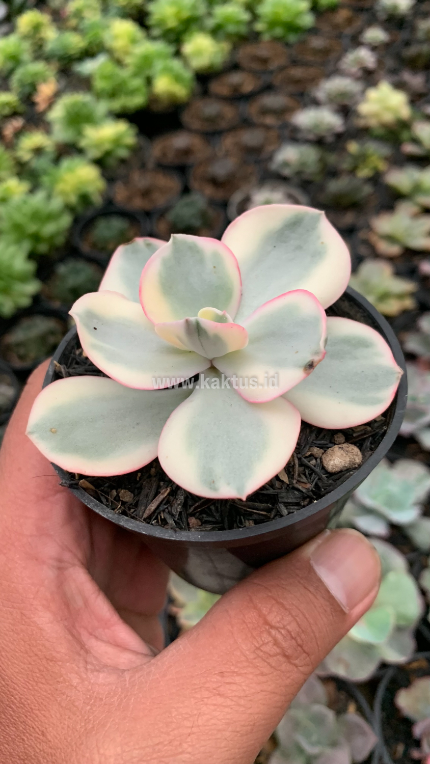 958. Echeveria Suyon Variegated - Image 2