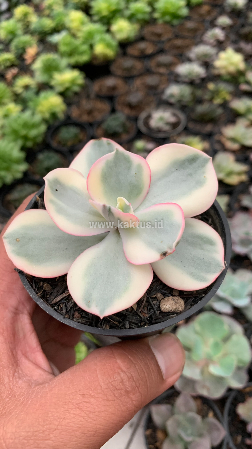 958. Echeveria Suyon Variegated - Image 6