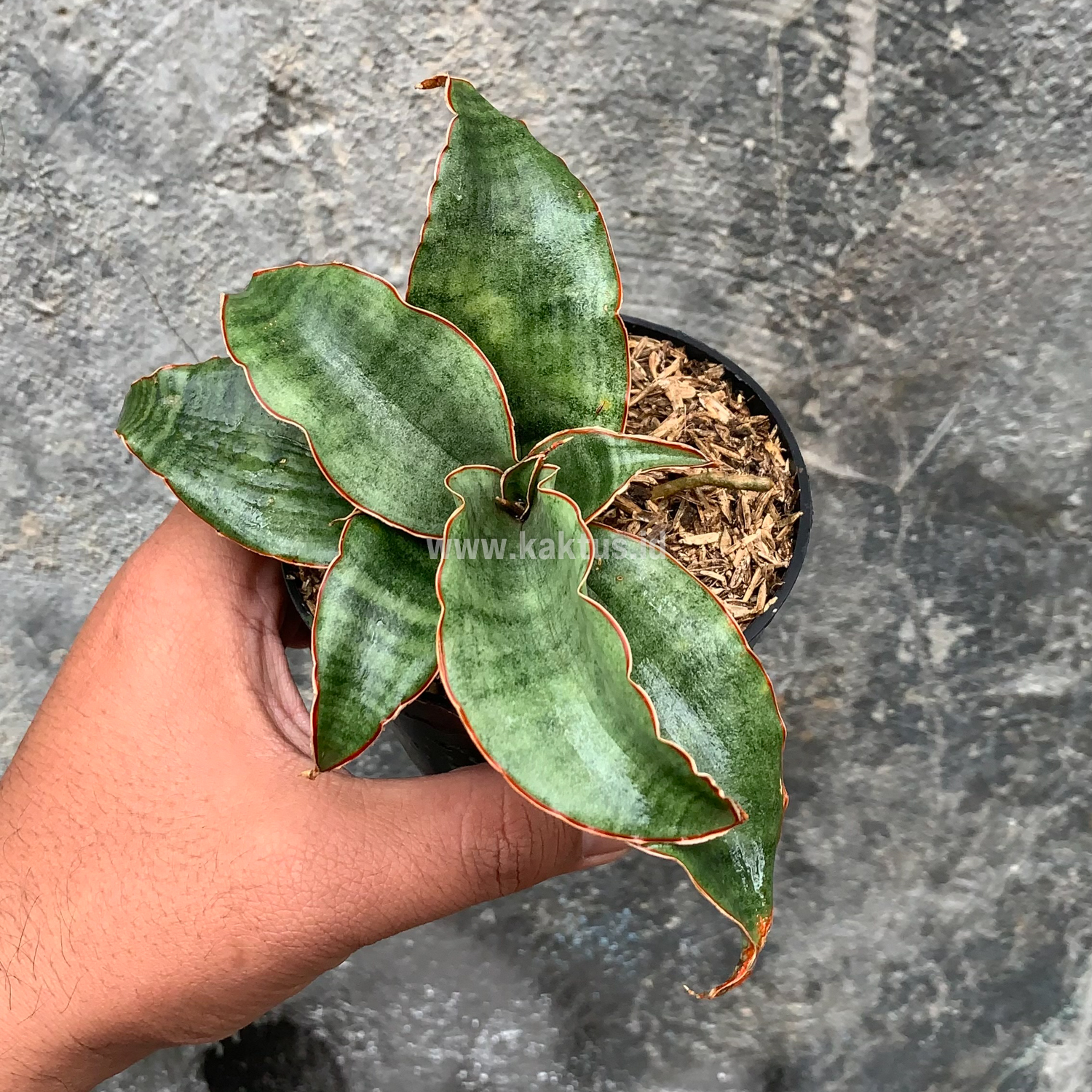 959. Sansevieria Rosaline Silver - Image 3