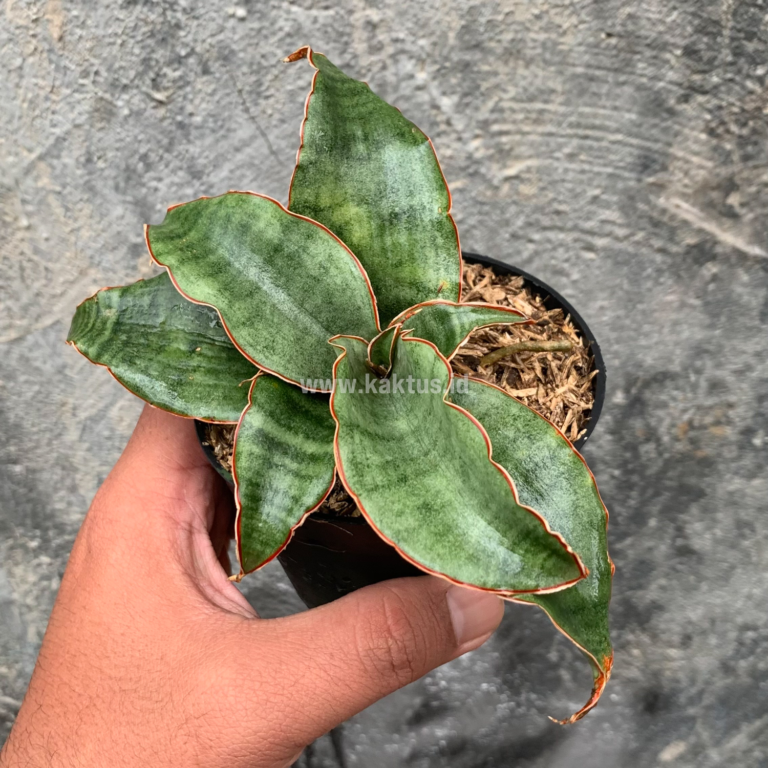959. Sansevieria Rosaline Silver - Image 7