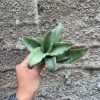 959. Sansevieria Rosaline Silver