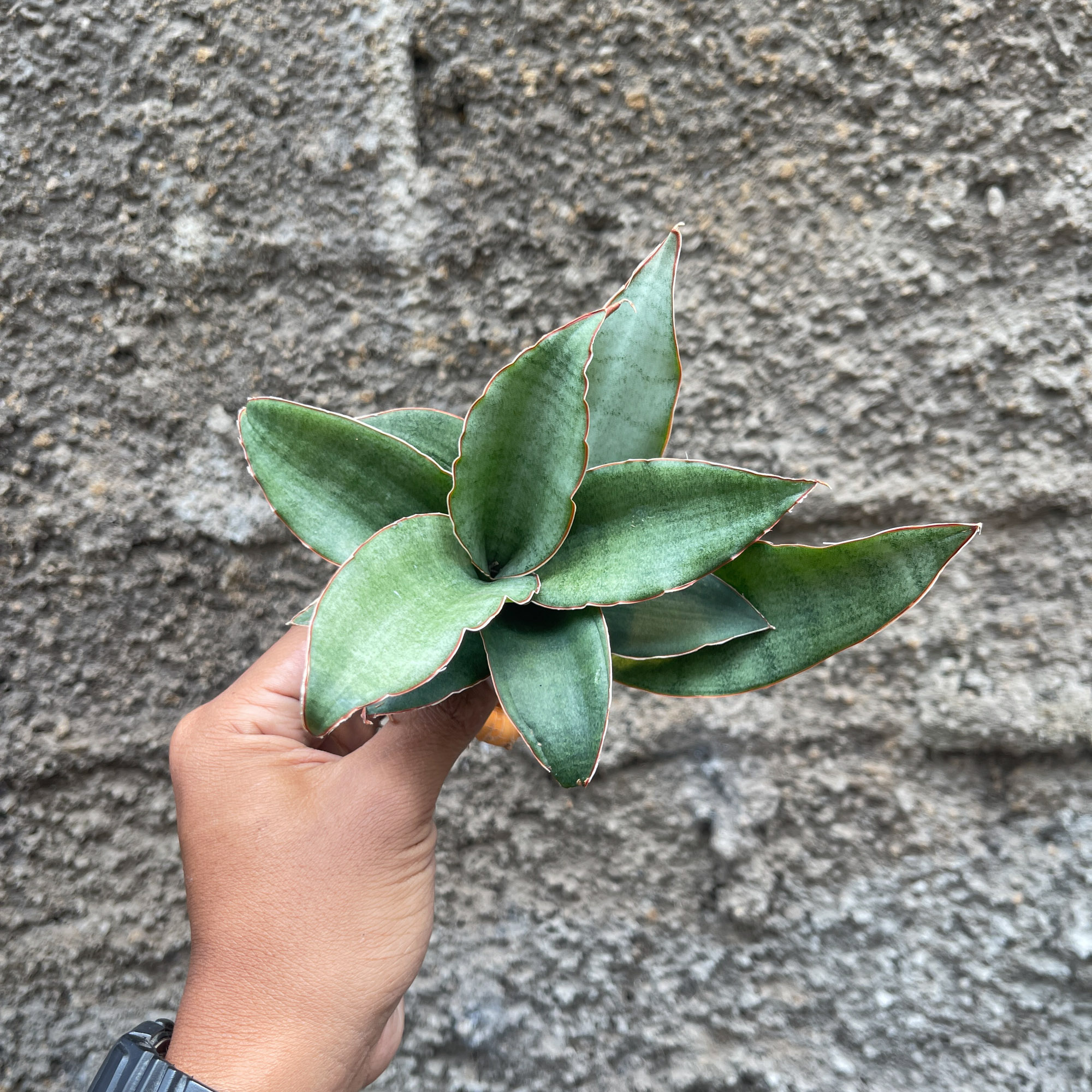 959. Sansevieria Rosaline Silver