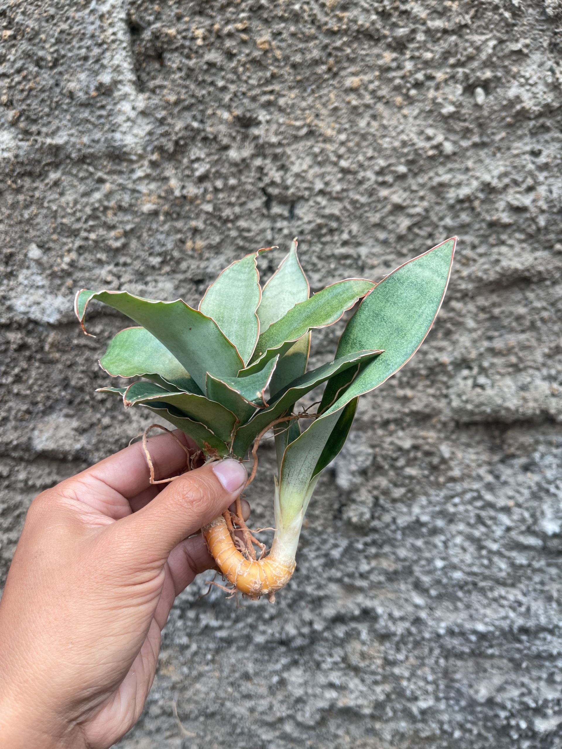 959. Sansevieria Rosaline Silver - Image 6