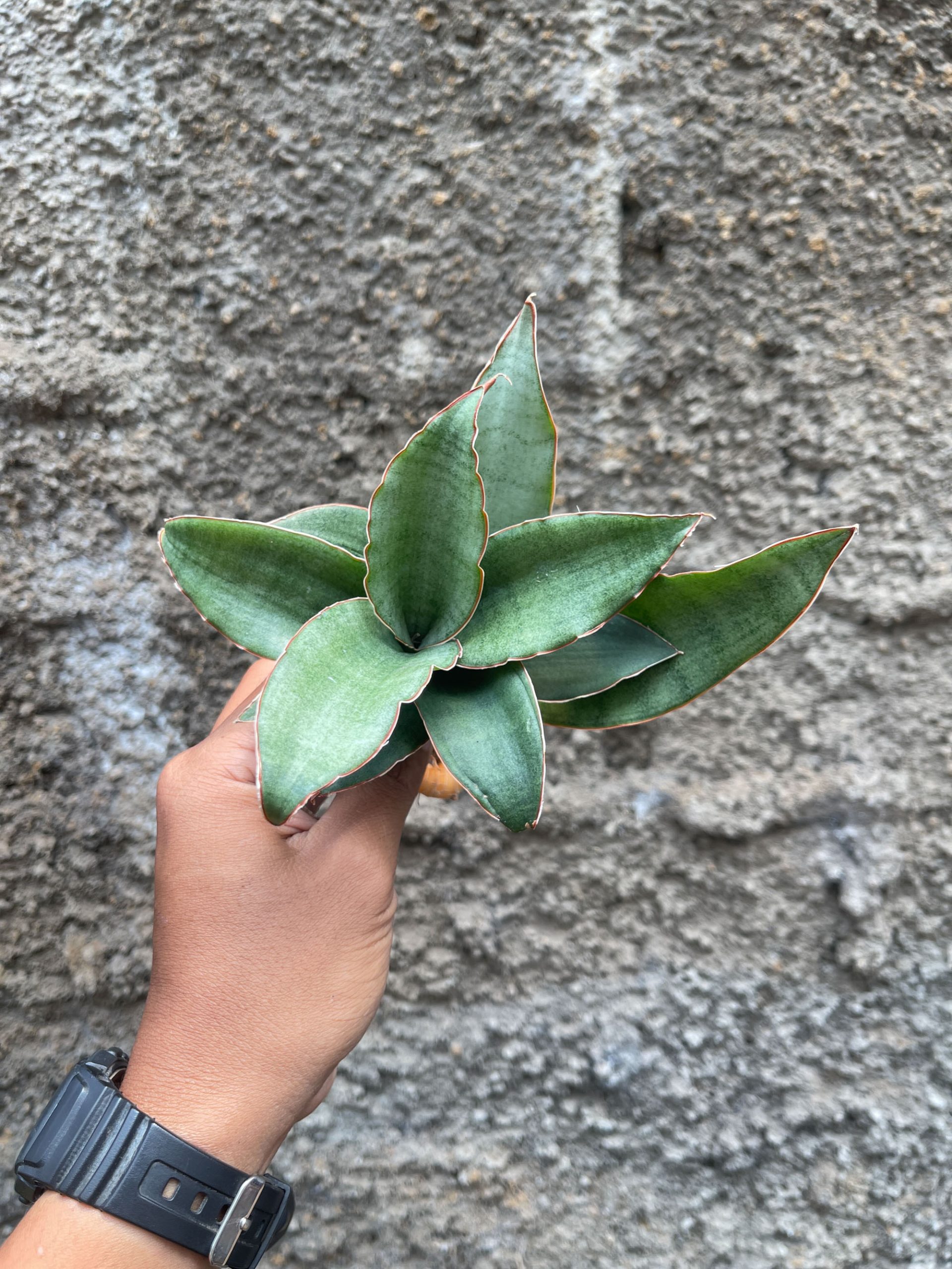959. Sansevieria Rosaline Silver - Image 4