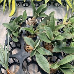Alternative view of 959. Sansevieria Rosaline Silver