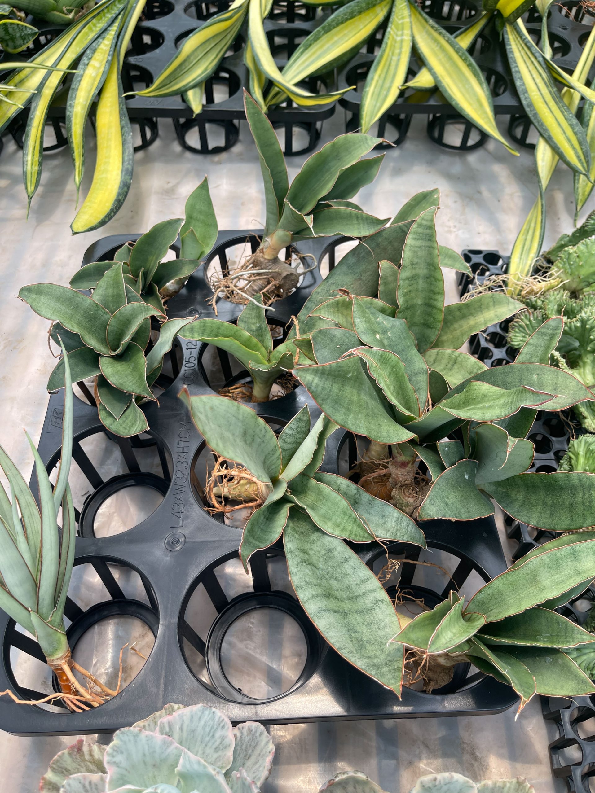 959. Sansevieria Rosaline Silver - Image 2
