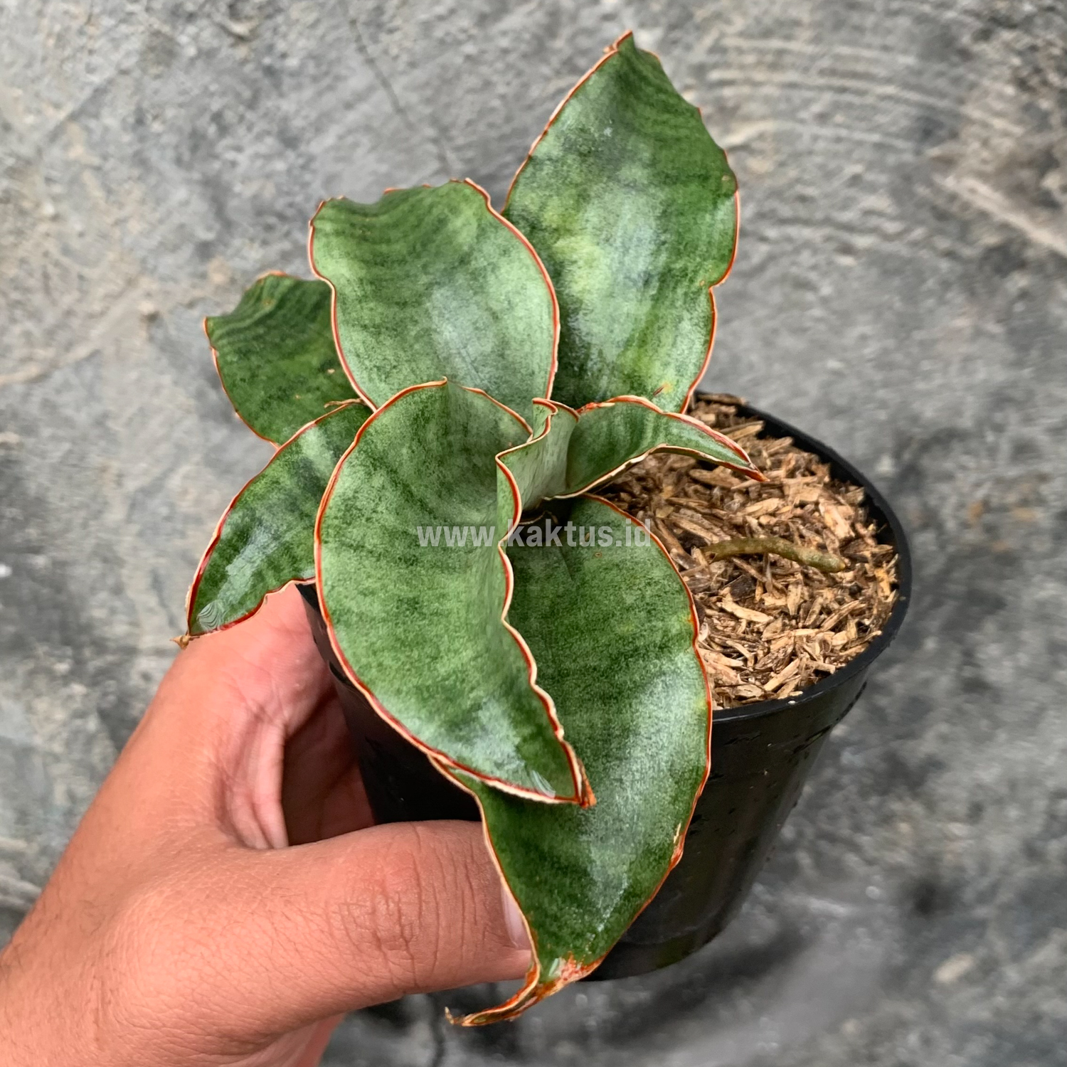 959. Sansevieria Rosaline Silver - Image 8