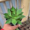 960. Agave Horida