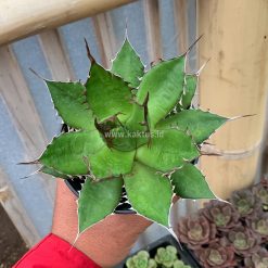 Alternative view of 960. Agave Horida