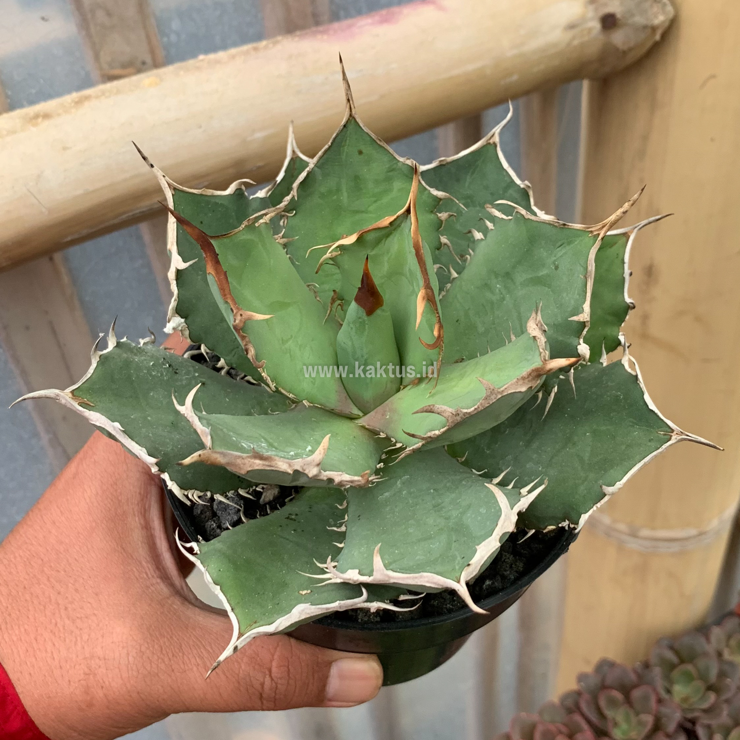 963. Agave Titanota FO 76 - Image 8