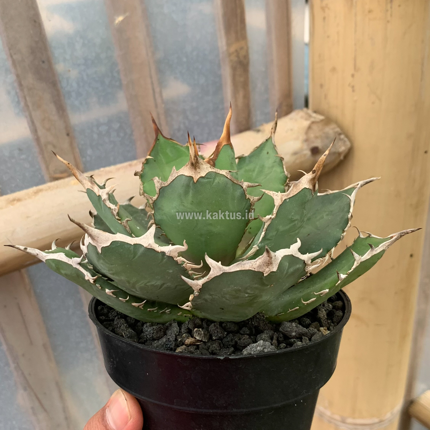 963. Agave Titanota FO 76 - Image 2