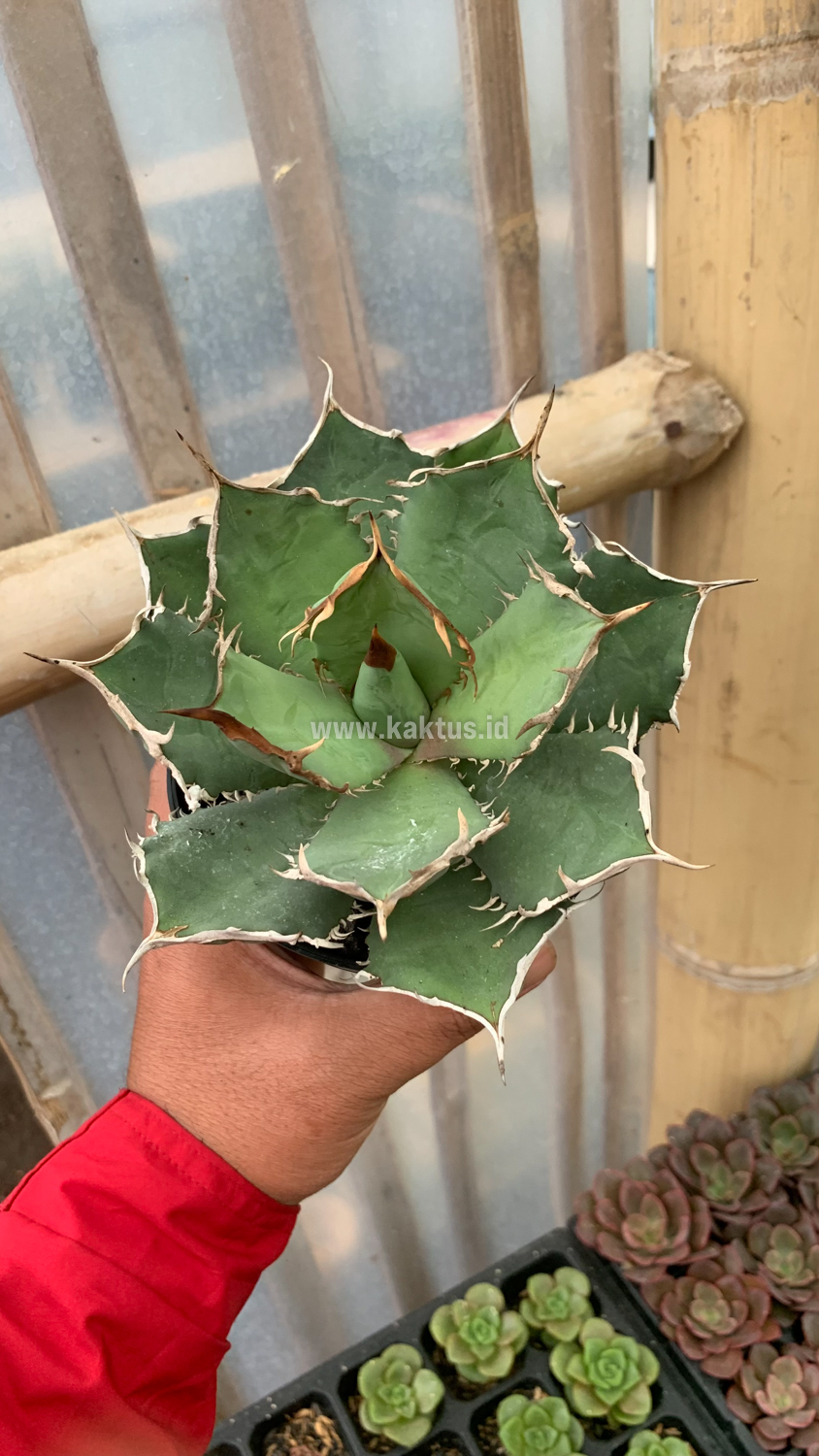 963. Agave Titanota FO 76 - Image 7
