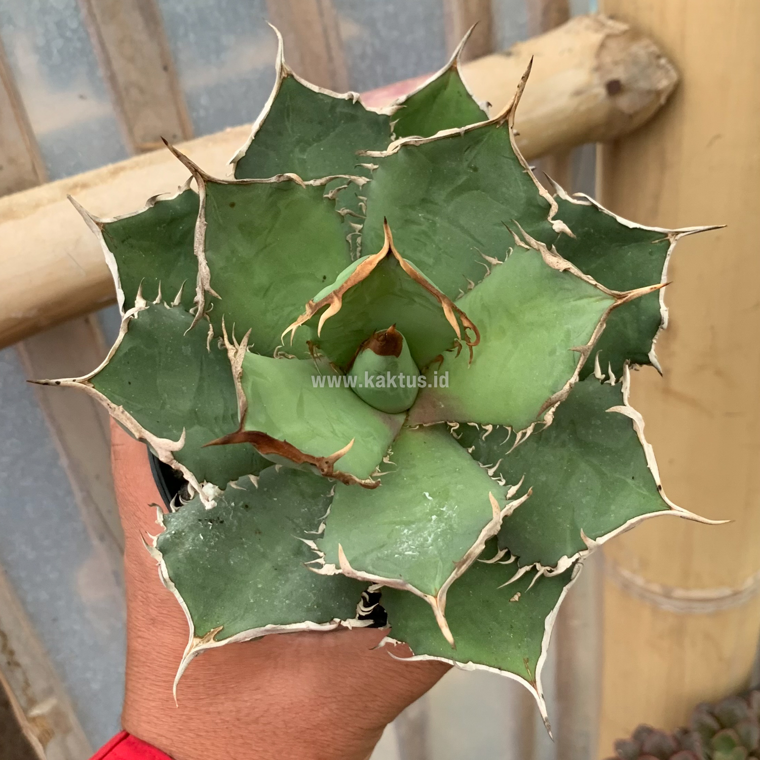963. Agave Titanota FO 76 - Image 6
